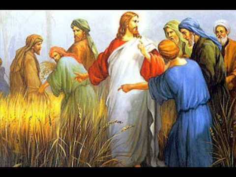 Evangelio según San Mateo 12,1-8. 