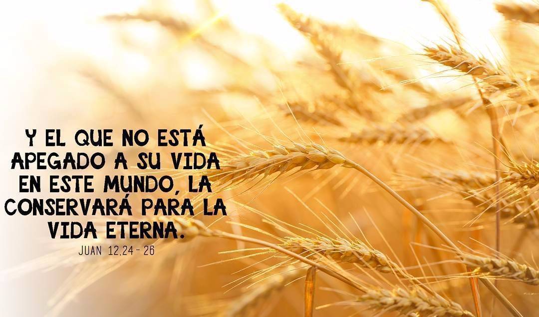 Evangelio según San Juan 12,24-26. 